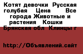 Котят девочки “Русская голубая“ › Цена ­ 0 - Все города Животные и растения » Кошки   . Брянская обл.,Клинцы г.